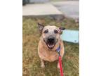 Adopt Red a Cattle Dog