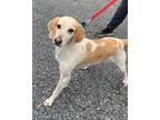 Adopt Toby a American Foxhound