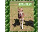 Adopt Lima Bean a Husky, Labrador Retriever