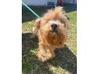 Adopt Fabie a Yorkshire Terrier