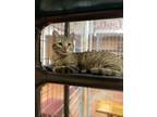 Adopt Chipmunk a Domestic Short Hair