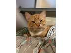 Adopt Riggs a Domestic Short Hair