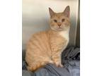 Adopt Dreidel a Domestic Short Hair