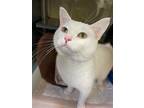 Adopt Kasper a Domestic Short Hair