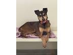 Adopt Chicle a Shepherd, Mixed Breed