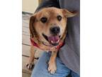 Adopt Bandit a Beagle, Rottweiler