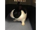 Adopt Pancake a Bunny Rabbit