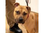 Adopt Khaki a Pit Bull Terrier