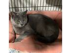 Adopt Carlton a Domestic Short Hair