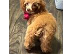 Poodle (Toy) Puppy for sale in Bokchito, OK, USA