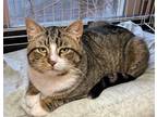 Adopt BJ a Domestic Short Hair