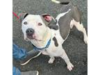 Adopt Oswald (courtesy post!) a American Staffordshire Terrier