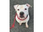 Adopt Royal (courtesy post!) a American Staffordshire Terrier