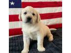 Labrador Retriever Puppy for sale in Lafayette, IN, USA