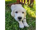 Golden Retriever Puppy for sale in Sacramento, CA, USA