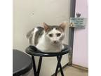 Adopt Santos a Domestic Short Hair