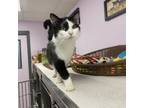 Adopt Butler a Domestic Short Hair