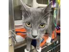 Adopt Jet a Domestic Short Hair