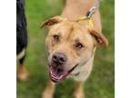 Adopt Weston a Labrador Retriever, Mixed Breed