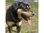 Adopt Bruno a Rottweiler, Mixed Breed