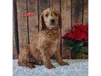 Mutt Puppy for sale in Pittsford, MI, USA