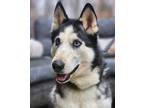 Adopt Koda a Siberian Husky