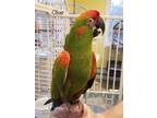 Adopt Oliver a Macaw