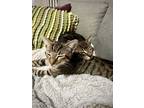 Adopt Bert & Ernie: Young pair, hilarious & affectionate a Domestic Short Hair