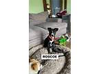 Adopt Roscoe a German Shepherd Dog