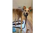 Adopt Rascal a Italian Greyhound, Jack Russell Terrier