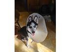 Adopt Balto a Husky