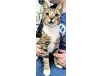 Adopt CHAUNCY a Domestic Short Hair