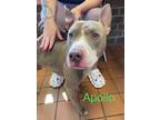 Adopt Apollo H8 AVAILABLE a Pit Bull Terrier