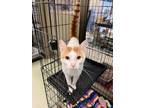 Adopt Sherbet a Domestic Short Hair