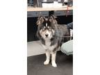 Adopt CHARLIE a Husky, Australian Shepherd