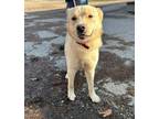 Adopt J.J. a Jindo, Carolina Dog