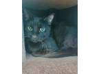 Adopt Salem a Domestic Short Hair