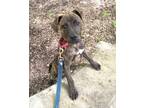 Adopt Mork a Mixed Breed