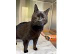 Adopt Milo a Domestic Short Hair