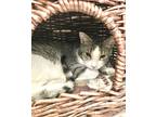 Adopt Partridge a Tabby, Domestic Short Hair