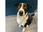 Adopt Idris a Border Collie, Shepherd