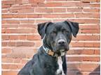 Adopt DAX (CELL DOG) a Labrador Retriever