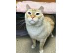 Adopt Shadowfax a Domestic Short Hair