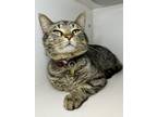 Adopt Sherlock a Domestic Short Hair