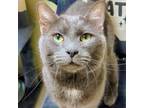 Adopt Trouble a Domestic Short Hair