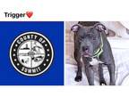 Adopt TRIGGER a Pit Bull Terrier