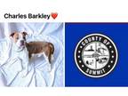 Adopt CHARLES BARKLEY a Pit Bull Terrier