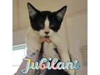 Adopt Jubilant a Domestic Short Hair