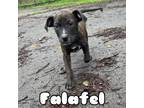 Adopt Falafel a Pit Bull Terrier, Mixed Breed