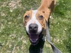 Adopt Rocco a Mixed Breed